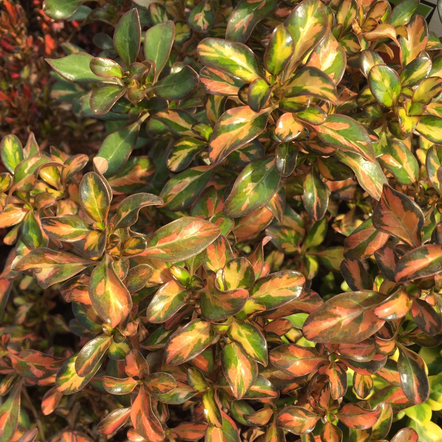 Coprosma Evening Glow