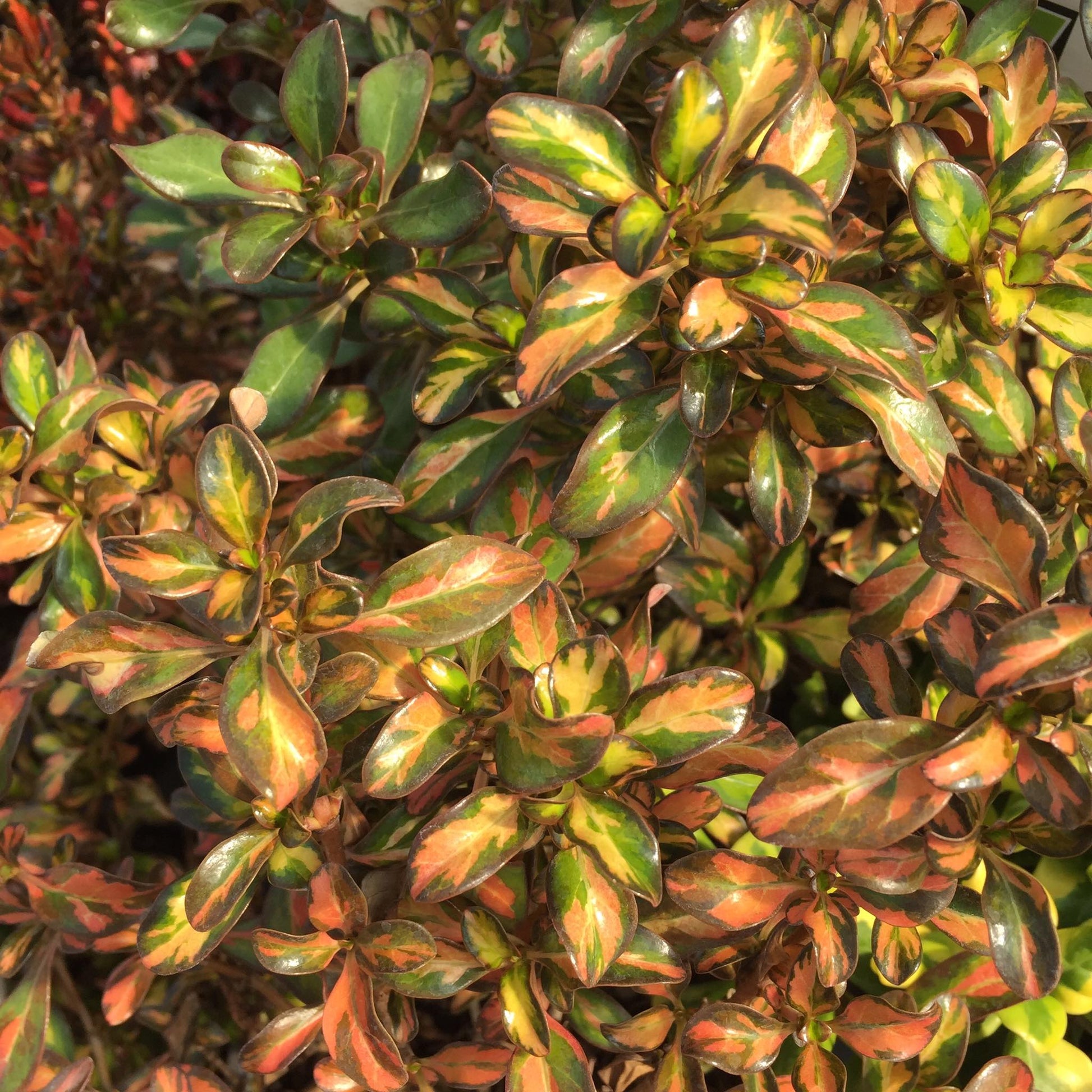 Coprosma Evening Glow