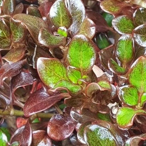 Coprosma Karo Red