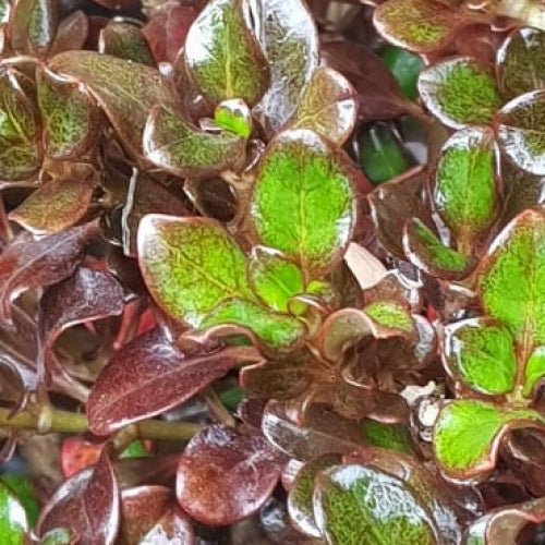 Coprosma Karo Red - Ladybird Nursery