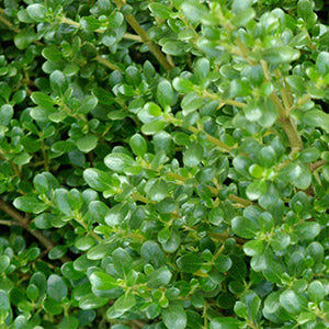 Coprosma Middlemore
