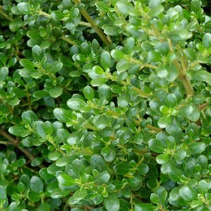 Coprosma Middlemore - Ladybird Nursery