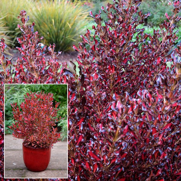 Coprosma Royale - Ladybird Nursery