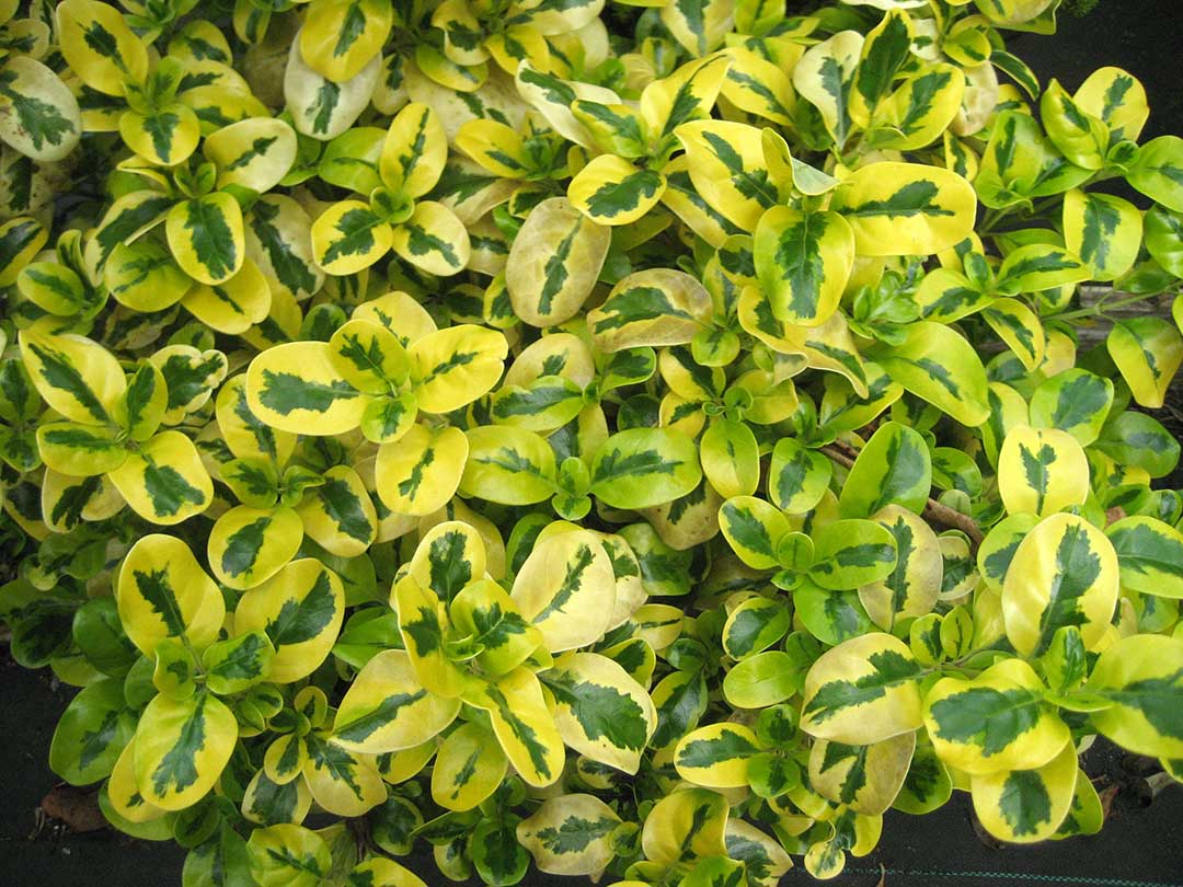 Coprosma Green and Gold