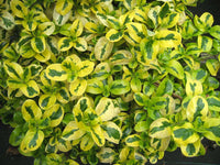 Coprosma Green and Gold