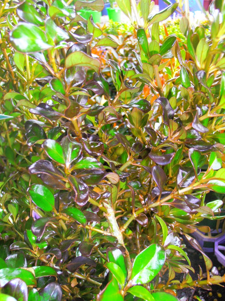 Coprosma Copper Shine