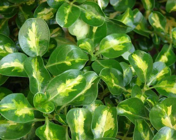 Coprosma Green and Gold