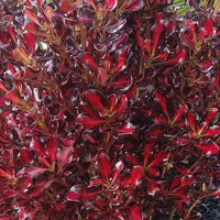 Coprosma Royale