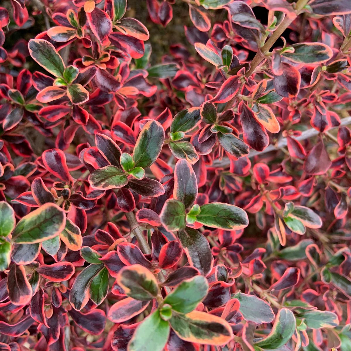 Coprosma Rainbow Surprise - Ladybird Nursery