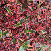 Coprosma Rainbow Surprise