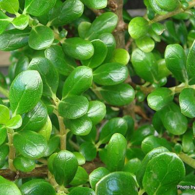 Coprosma Middlemore