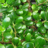 Coprosma Middlemore