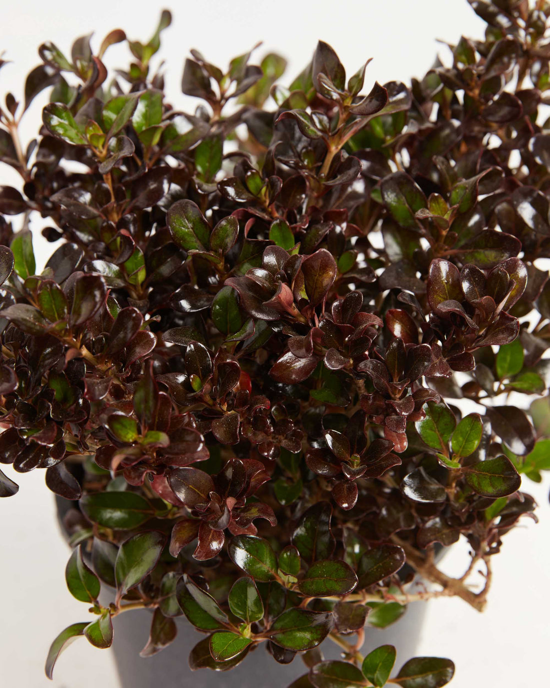 Coprosma Karo Red - Ladybird Nursery