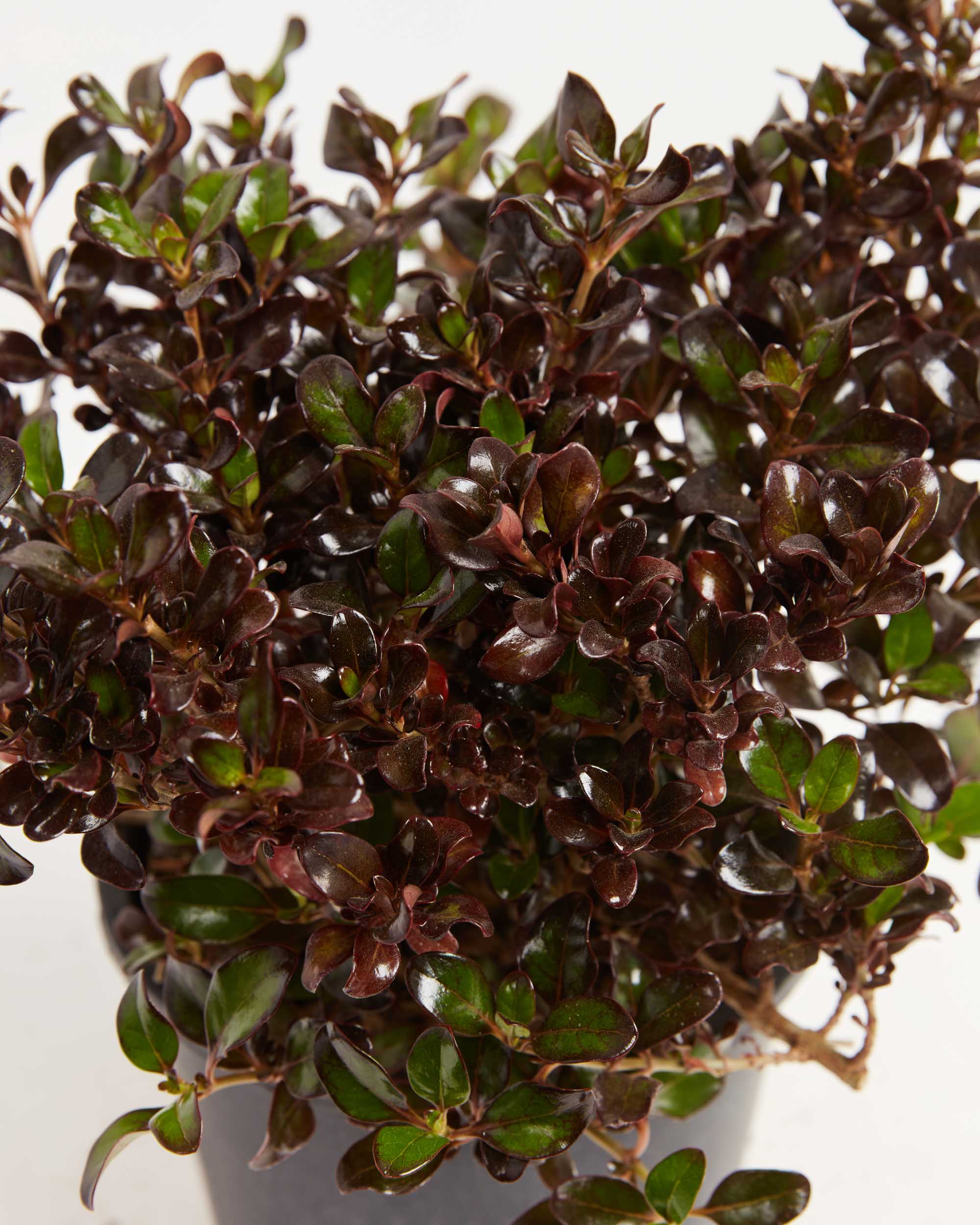 Coprosma Karo Red - Ladybird Nursery