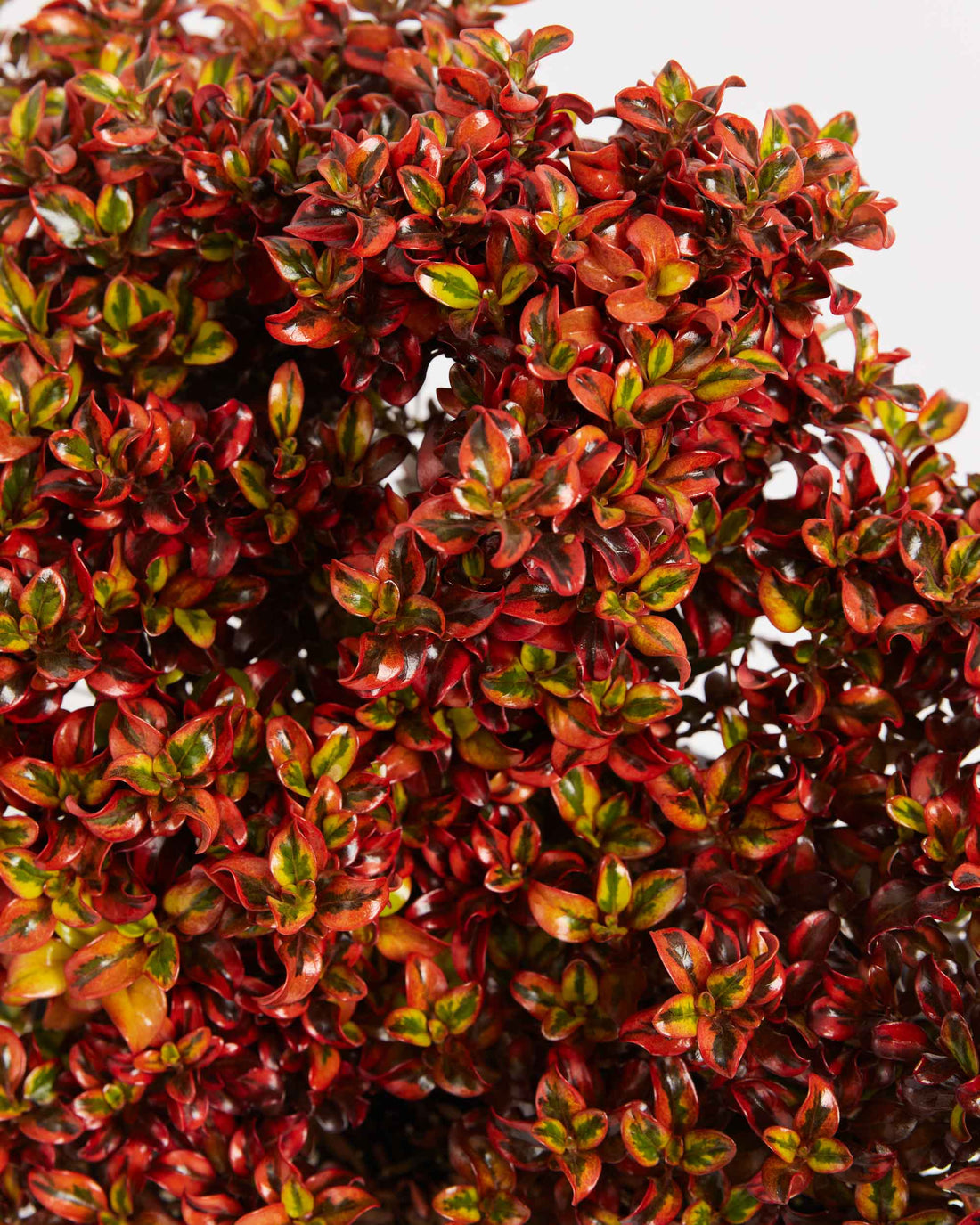 Coprosma Tequilla Sunrise - Ladybird Nursery