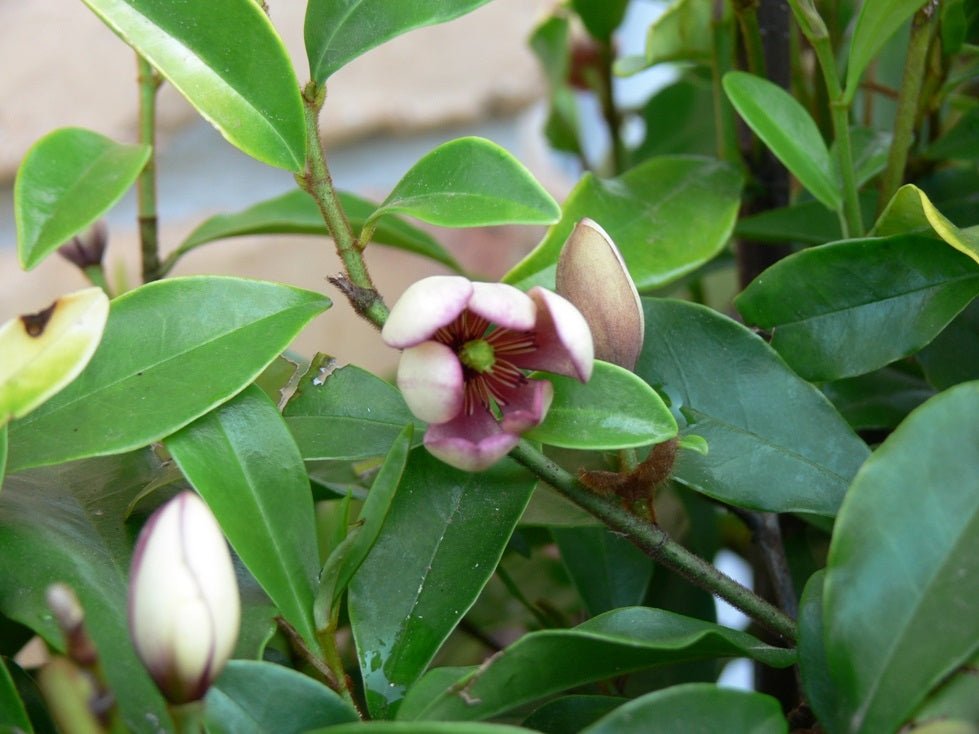Port Wine Magnolia (Michelia figo) 300mm Pot PICK UP ONLY - Ladybird Nursery