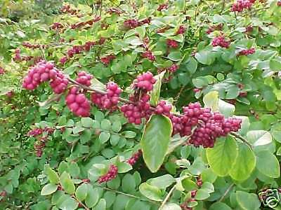 Coralberry (Symphoricarpos orbiculatus)