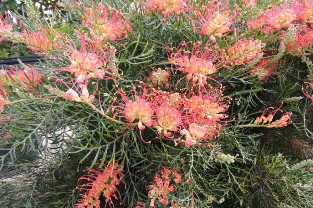 Grevillea 'Coral Fusion' Large