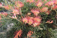 Grevillea 'Coral Fusion' Large