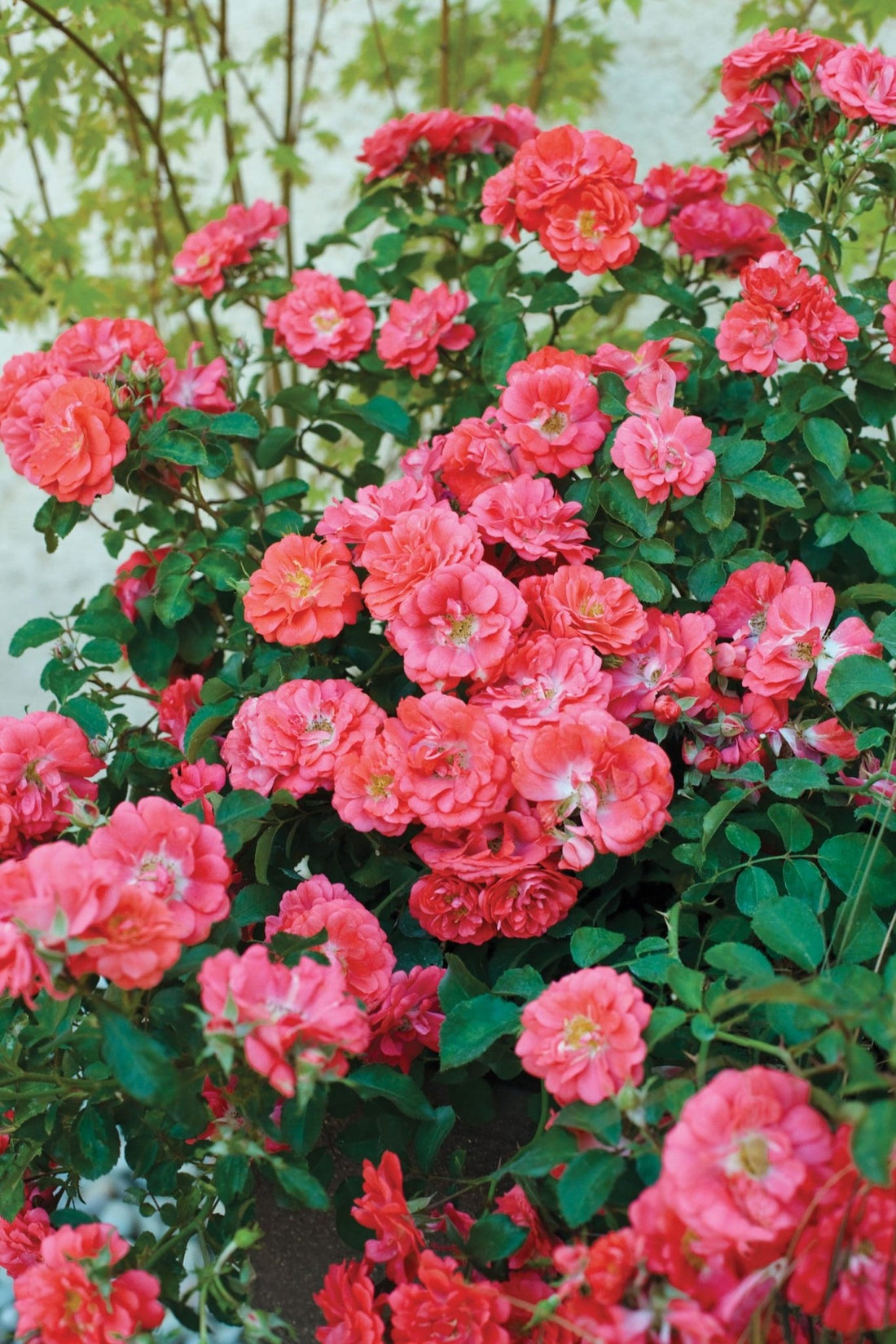 Rose DRIFT® Coral (Rosa) - Ladybird Nursery