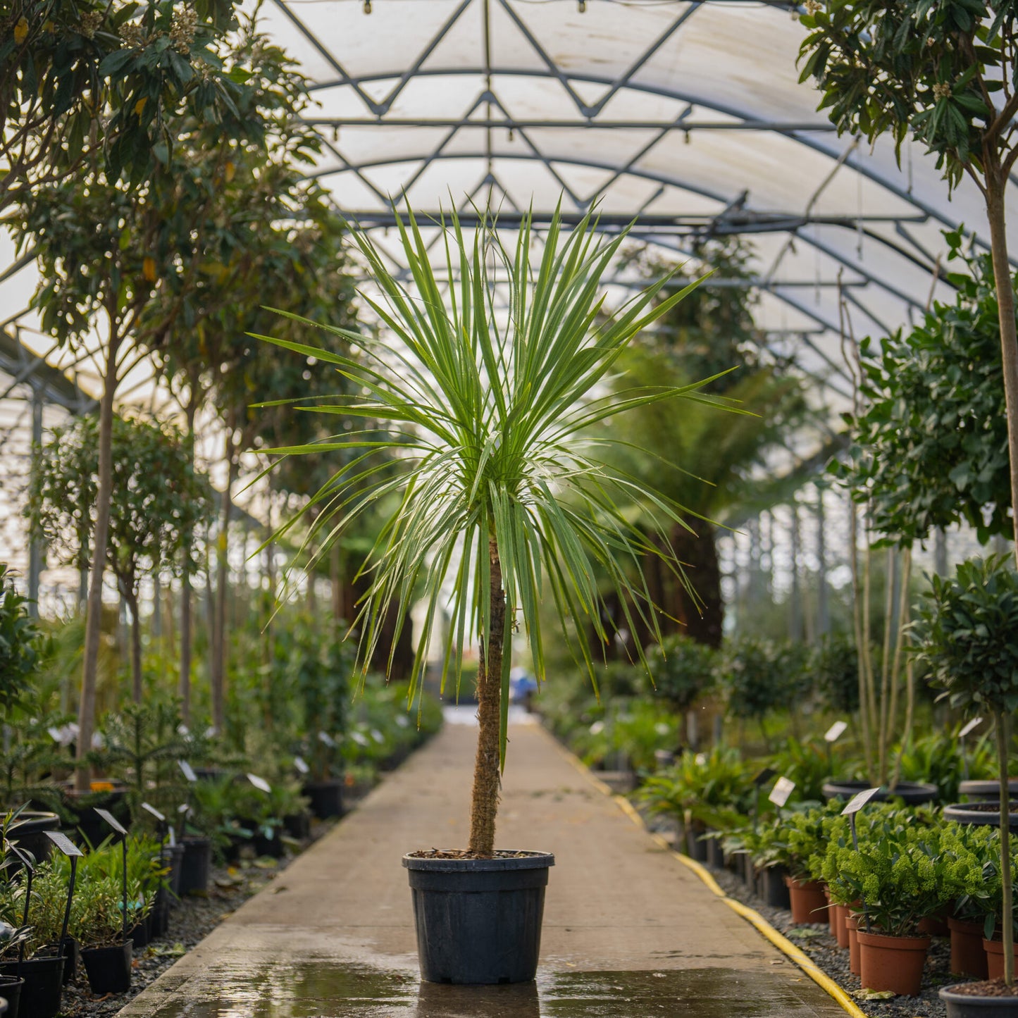 Cordyline (Cordyline australis)