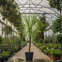 Cordyline (Cordyline australis) - Ladybird Nursery
