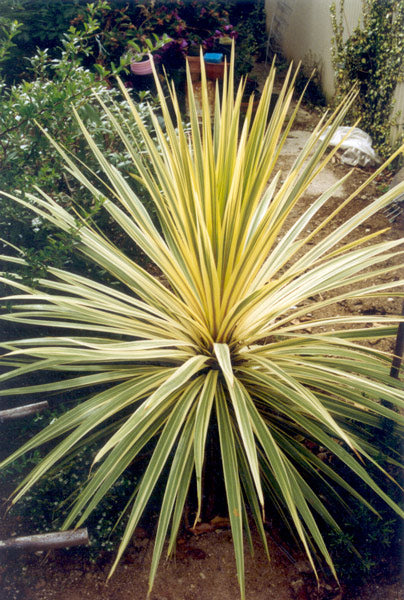 Cordyline Albertii (Cordyline australis)