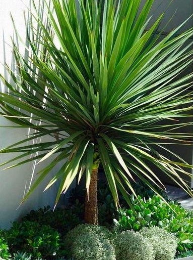 Cordyline (Cordyline australis) - Ladybird Nursery