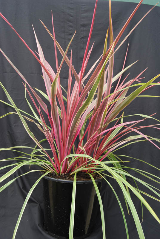 Cordyline Can Can (Cordyline australis)