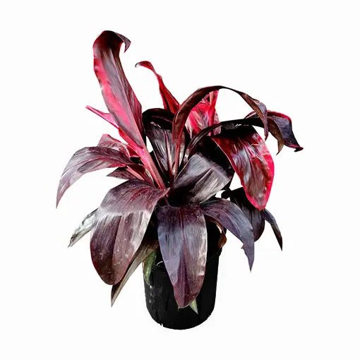 Cordyline Dr Brown (Cordyline fruticosa) - Ladybird Nursery