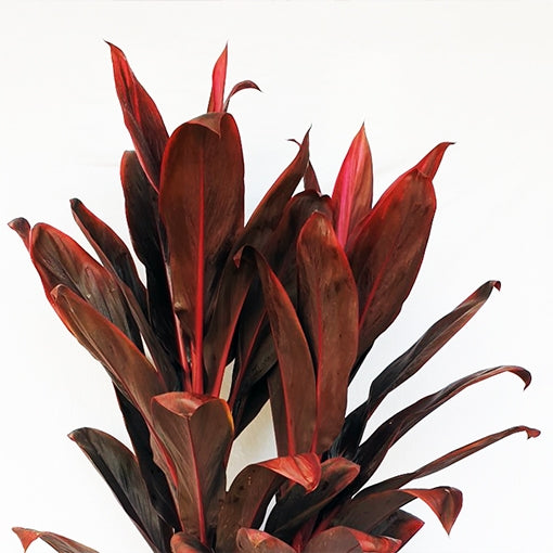Cordyline Firebrand (Cordyline fruticosa)