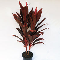 Cordyline Firebrand (Cordyline fruticosa)