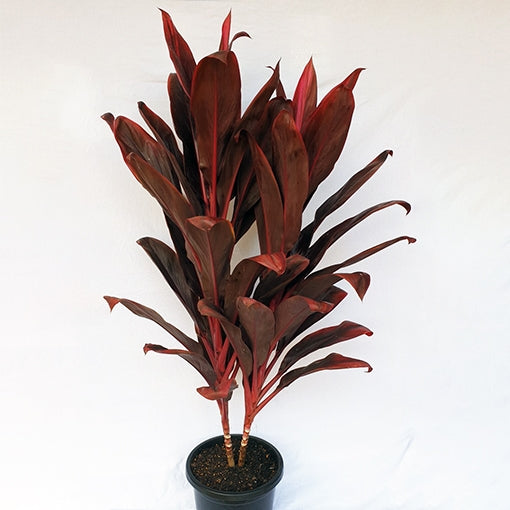 Cordyline Firebrand (Cordyline fruticosa)
