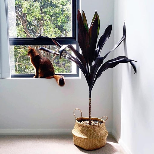 Cordyline Negra (Cordyline fruticosa)