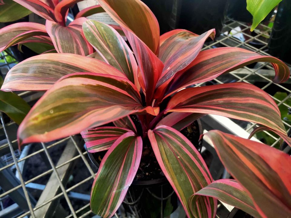 Cordyline Pink Champion