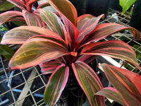 Cordyline Pink Champion