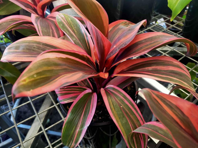 Cordyline Pink Champion