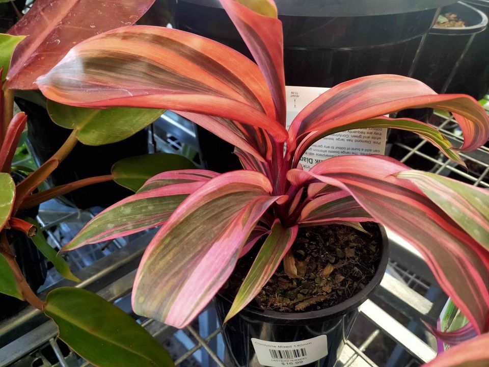 Cordyline Pink Champion Plant – Buy Now! – Ladybird Nursery