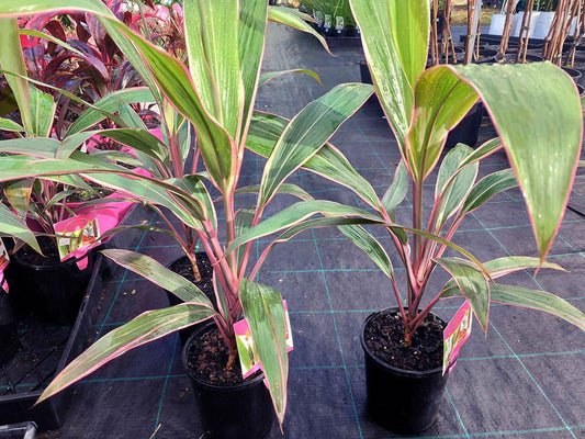 Cordyline Pink Diamond