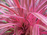 Cordyline Pink Passion™ (Cordyline australis)