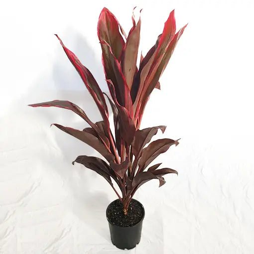 Cordyline Fire Fountain (Cordyline fruticosa) - Ladybird Nursery
