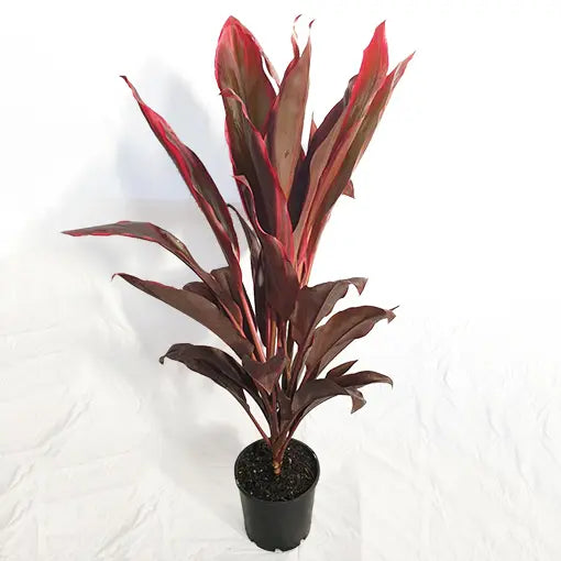 Cordyline Fire Fountain (Cordyline fruticosa)