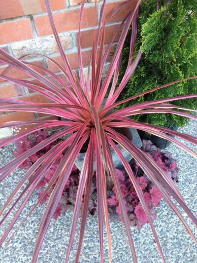 Cordyline Salsa (Cordyline australis) - Ladybird Nursery
