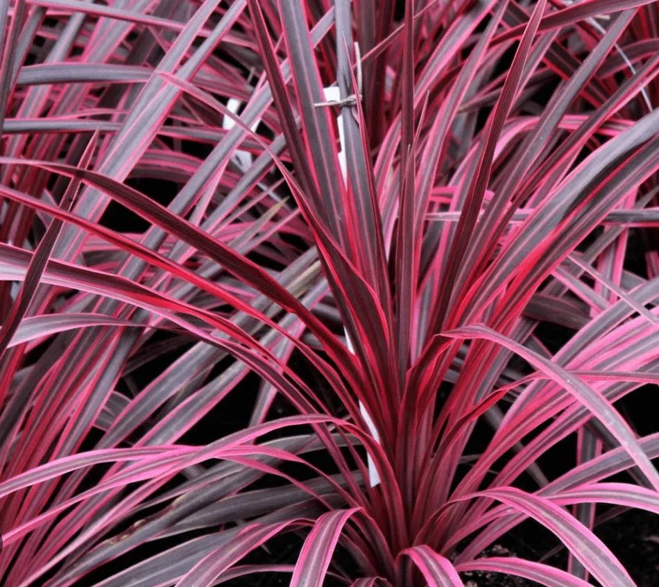 Cordyline Salsa (Cordyline australis) - Ladybird Nursery