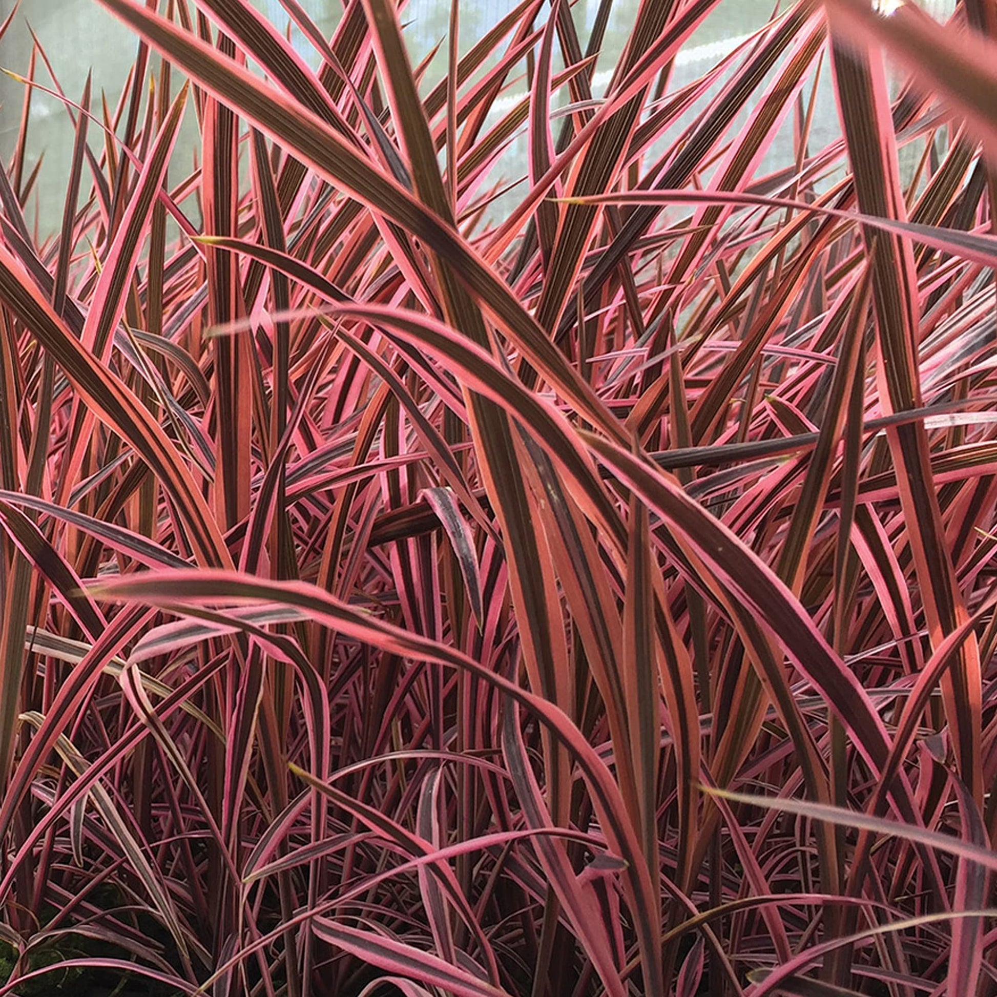 Cordyline 'Southern Splendour'