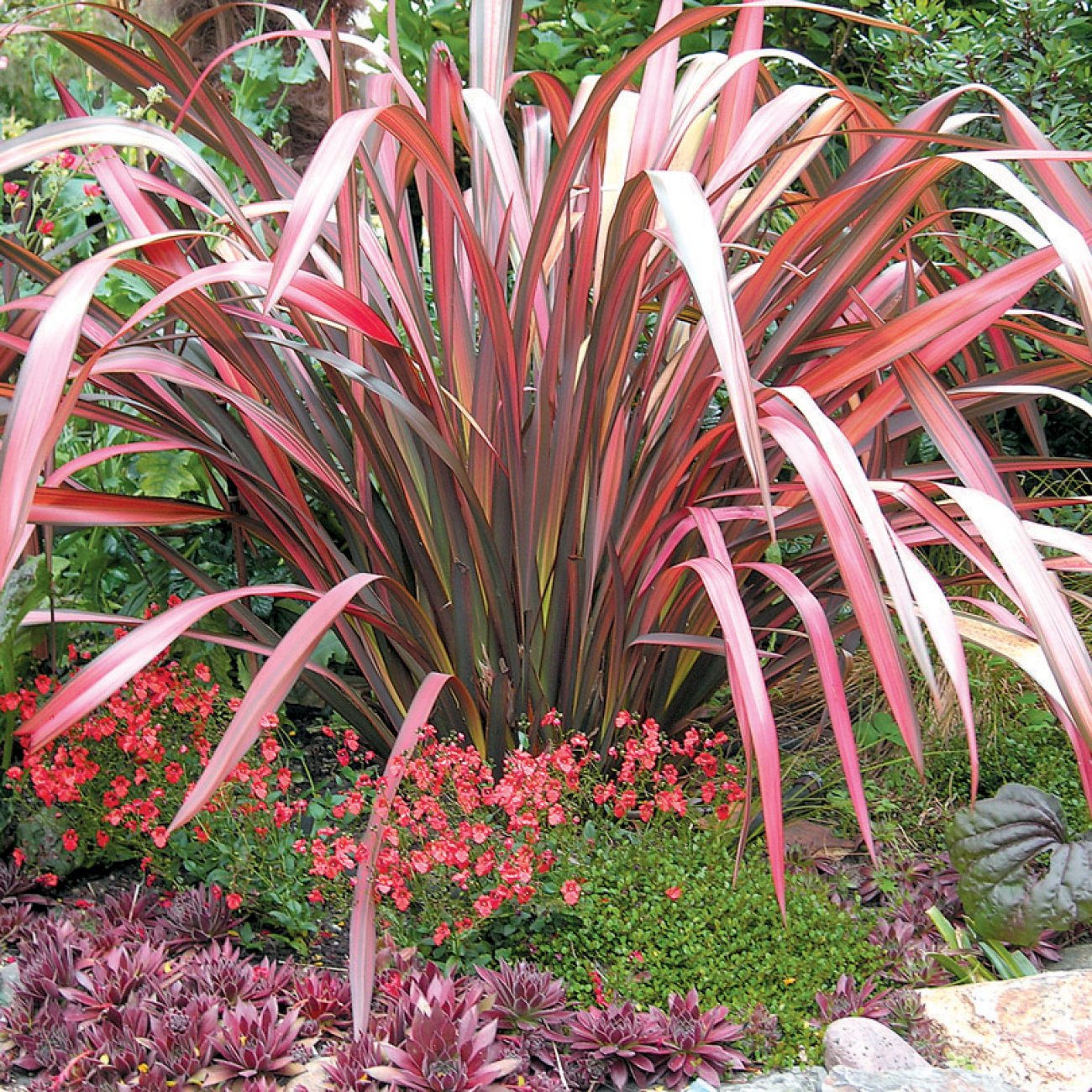 Cordyline 'Southern Splendour'