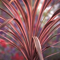 Cordyline 'Southern Splendour'