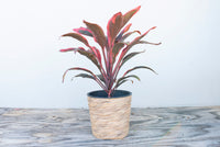 Cordyline Tangelo (Cordyline fruticosa)