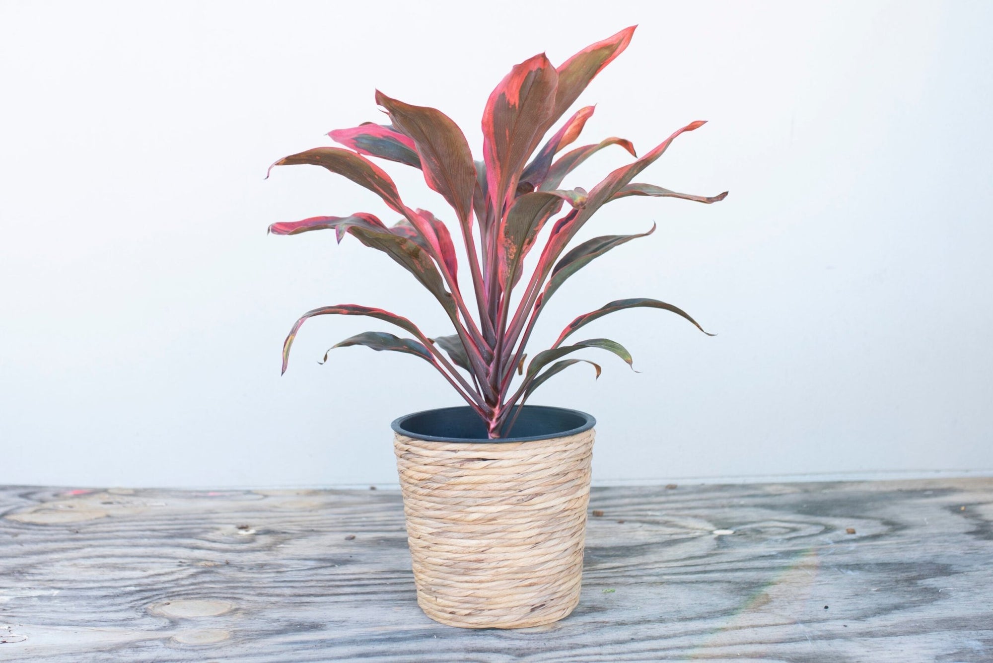 Cordyline Tangelo (Cordyline fruticosa) - Ladybird Nursery