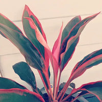 Cordyline Tangelo (Cordyline fruticosa)